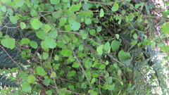 Scandia geniculata