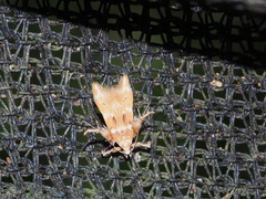 Ashibusa