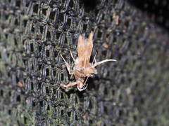 Ashibusa