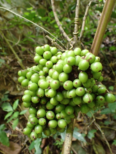 Ampelocissus martini observed 2026-06-12