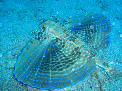 Dactylopterus volitans