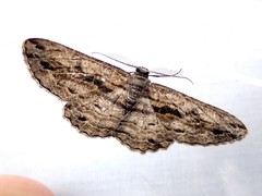 Scioglyptis chionomera