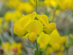 Lotus corniculatus corniculatus