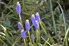 Muscari