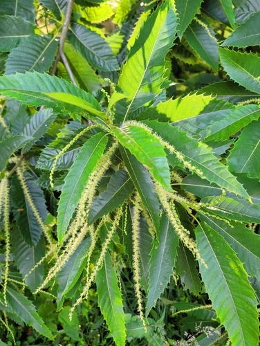Sweet Chestnut
