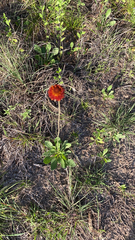 Gaillardia suavis
