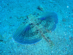 Dactylopterus volitans