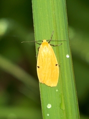 Eilema costipuncta
