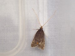 Lecithocera imprudens