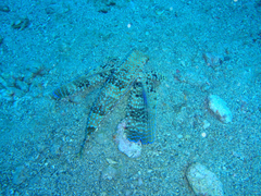 Dactylopterus volitans