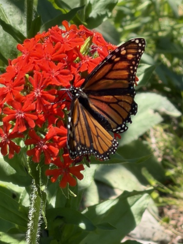 Monarch