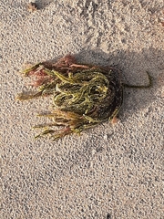 Caulerpa brownii