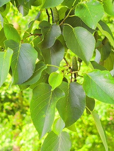 Italian alder
