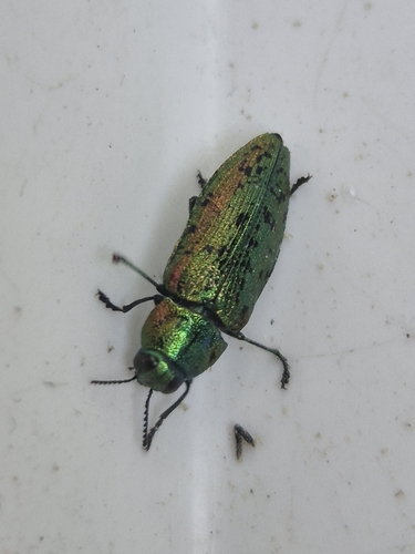 Lamprodila rutilans