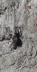 Lamponidae
