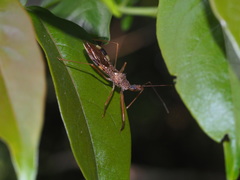 Epidaus