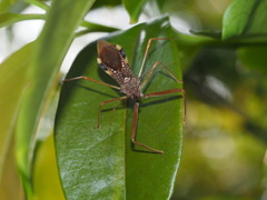 Epidaus