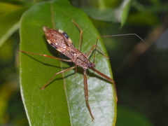 Epidaus