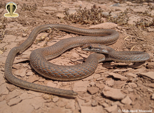 Forskal Sand Snake