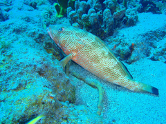 Epinephelus guttatus