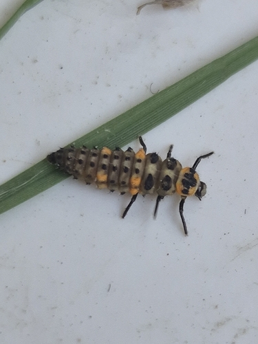 Seven-spotted Lady Beetle