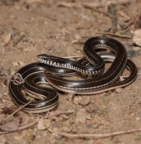 Photo of a Dunn's Road Guarder (Crisantophis nevermanni)