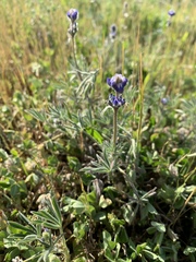 Lupinus polycarpus