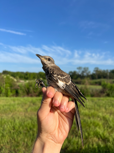 Northern Mockingbird