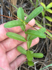 Dyschoriste oblongifolia, photograph author not stated, no rights reserved