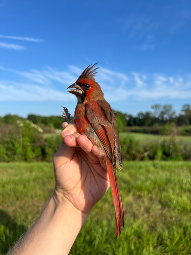 Northern Cardinal