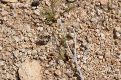 Pterocheilus