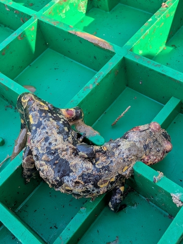 Fire Salamander
