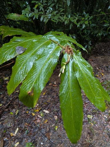 Pleated ginger (Alpinia arctiflora)