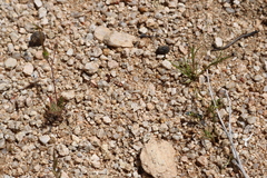 Pterocheilus