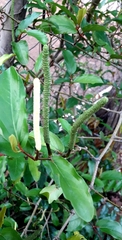 Piper tuberculatum