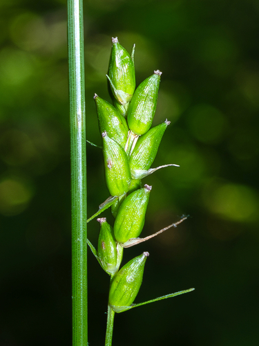 Carex amphibola, photograph 2