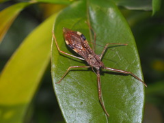 Epidaus