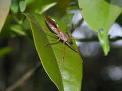 Epidaus