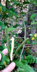 Piper tuberculatum
