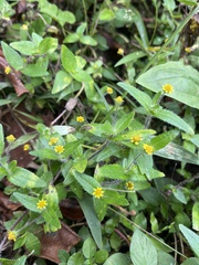 Jaegeria hirta