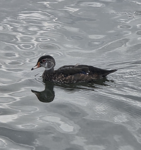 Wood Duck