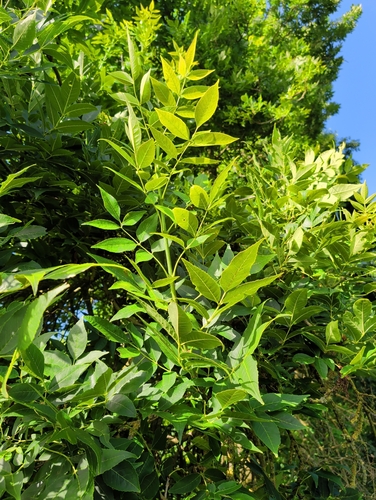 European ash