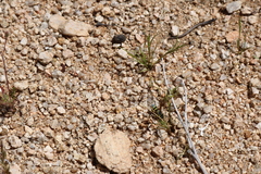 Pterocheilus