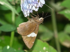 Notocrypta feisthamelii