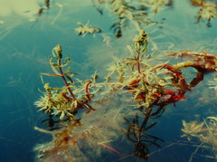 Myriophyllum robustum