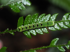 Callopistria japonibia