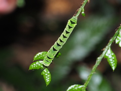 Callopistria japonibia