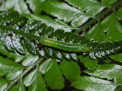 Callopistria japonibia