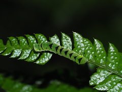 Callopistria japonibia