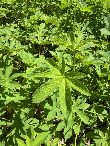 Japanese Hops